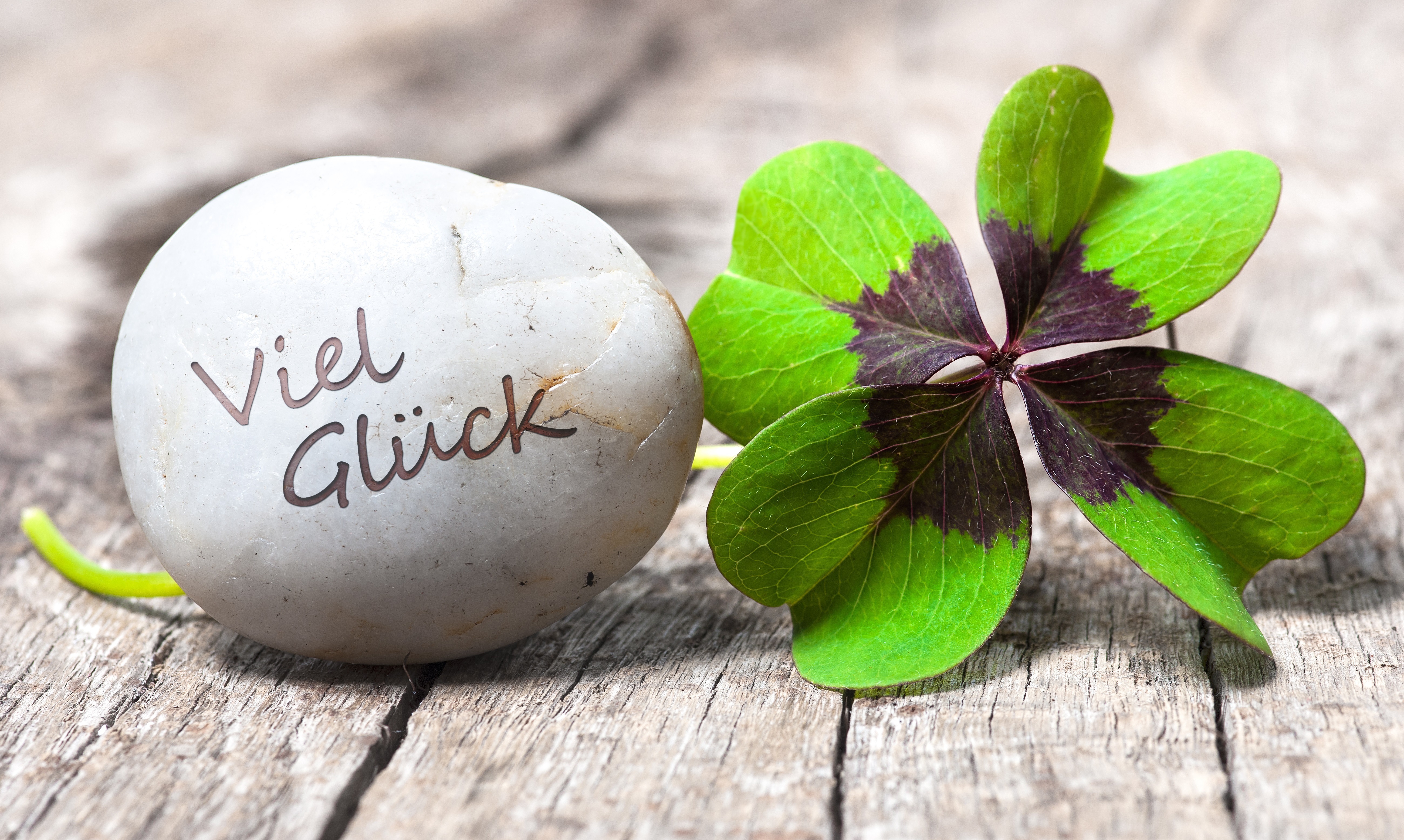 Vierblättrige Kleeblatt mit Stein