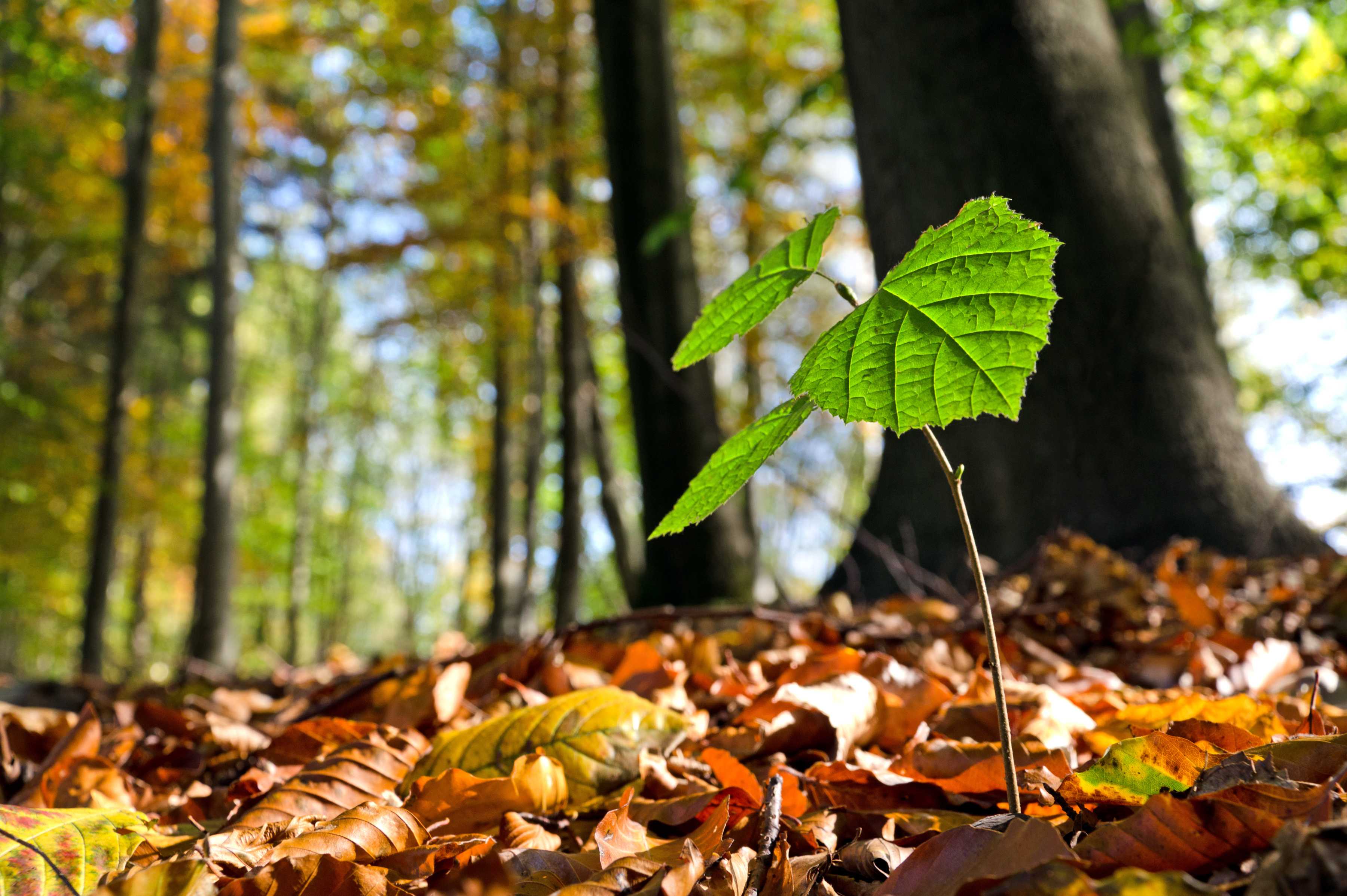 Buche Baum Spross Wald Buchenkeimling  Jungbaum wachsen